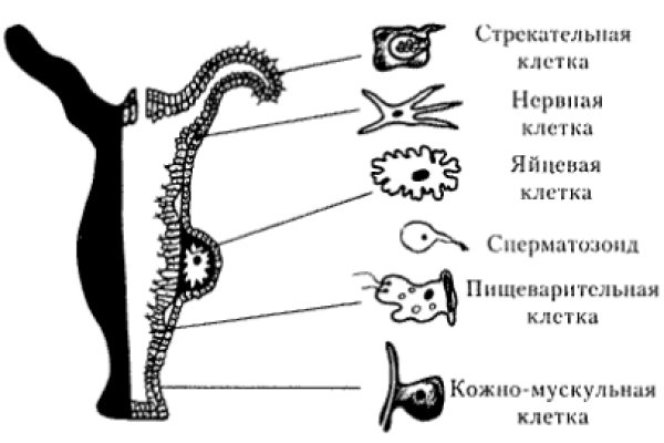 Kraken что это за сайт