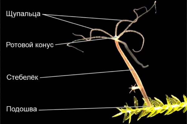 Найти ссылку кракен